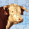 Hereford Bull Jigsaw